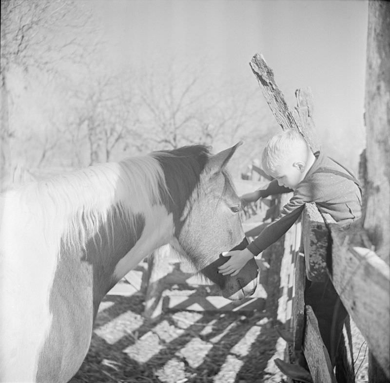 Boy standing on a wooden fence, petting a horse inside a pen