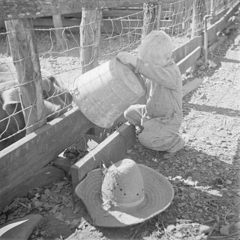 Boy holding a pale, feeding pigs