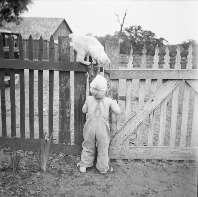 Little boy looking up at a cat standing on a wooden fence