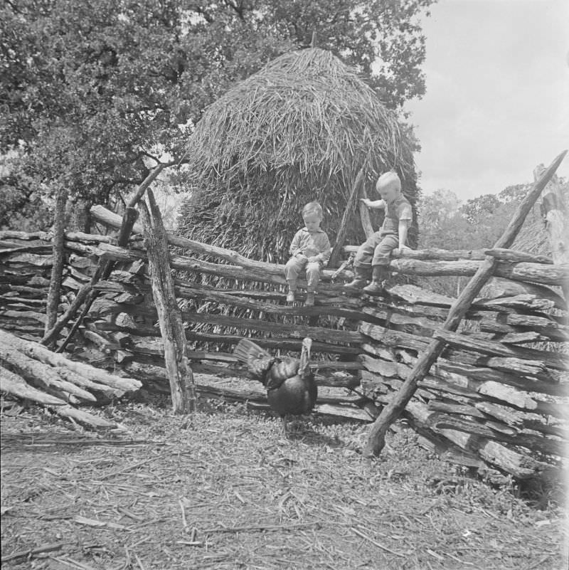 Two little boys sitting on top of a wooden fence, looking down at a turkey