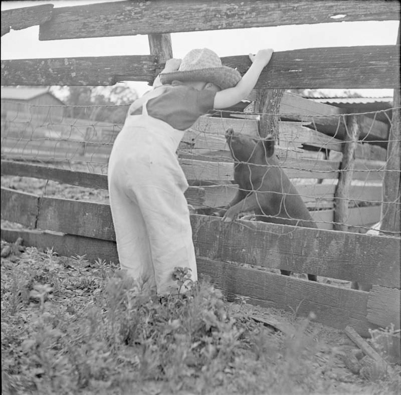 Boy looking into an pig's animal pen