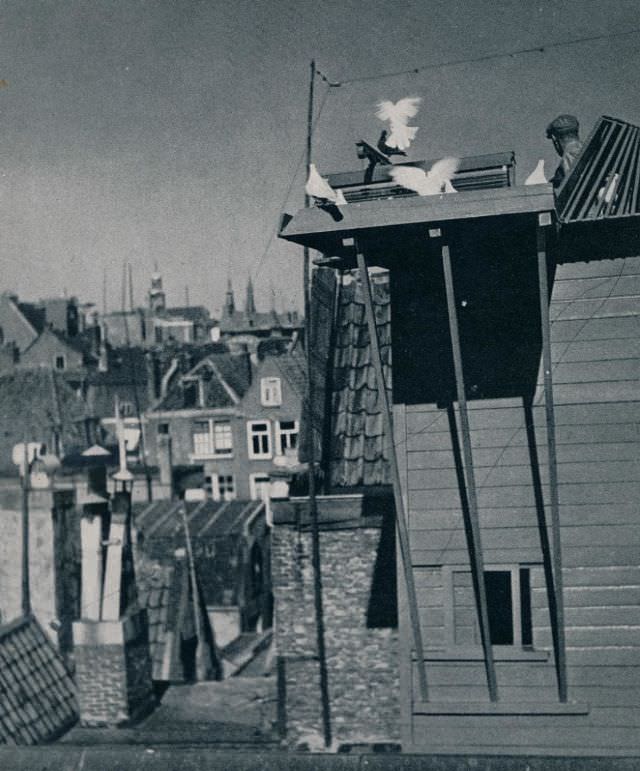 Amsterdam pigeon keeper, 1930s