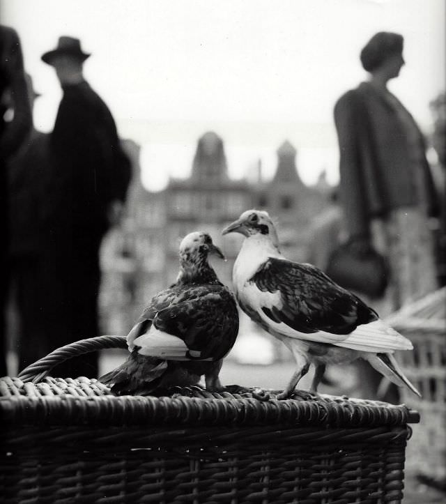 1950s Amsterdam: Spectacular Vintage Photos That Will Take Offer a Glimpse into Everyday Life by Kees Scherer