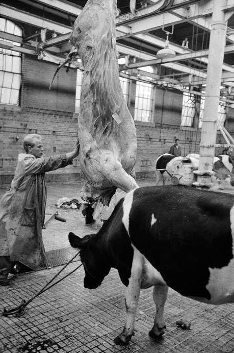 Killing cows, Amsterdam, 1962