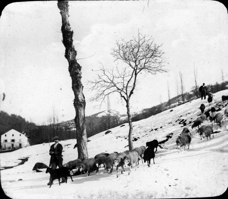 Flock of sheep in winter, Luchon, 1885