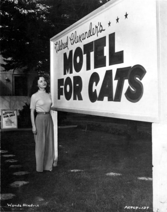 Mildred Alexander's motel for cats