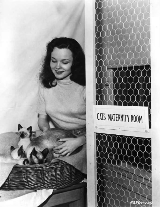 Actress Wanda Hendrix Visiting Mildred Alexander’s Motel for Cats in San Francisco, 1947