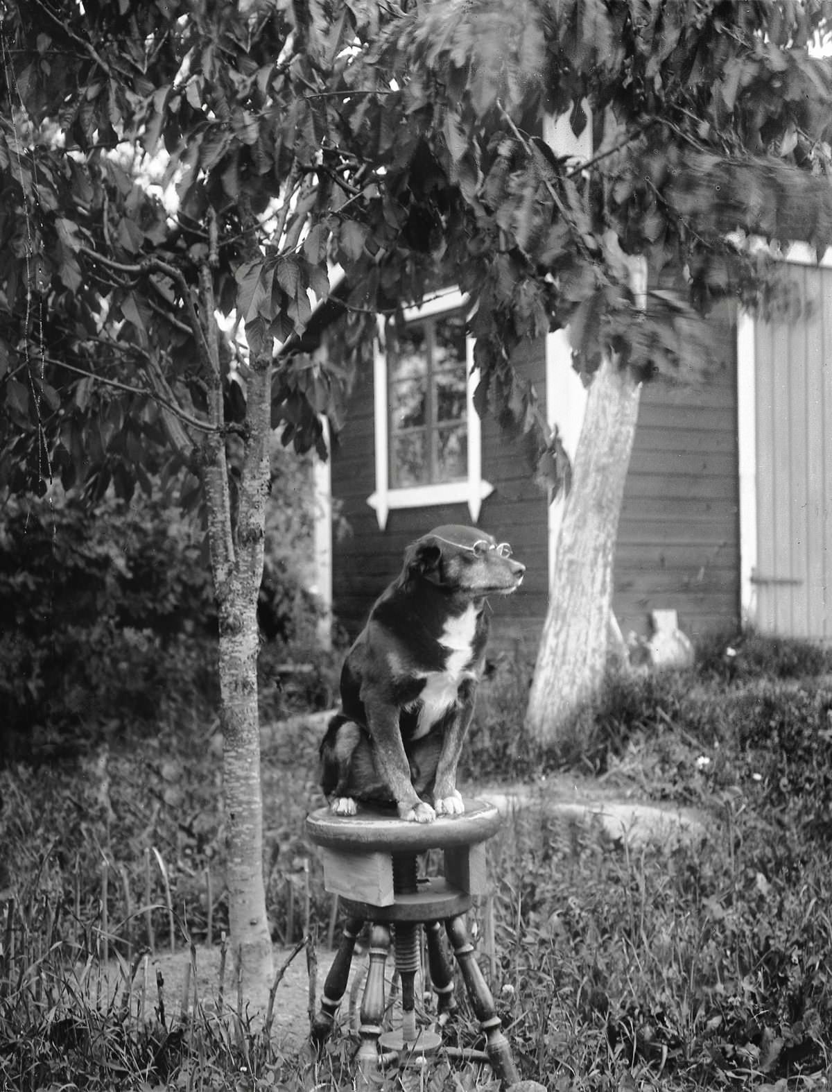 Stråle’s dog sitting with eyeglasses, Kaby, Simtuna parish, 1922