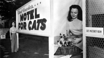 Mildred Alexander's motel for cats