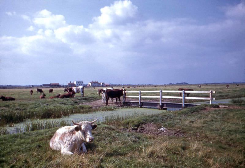 View towards Southwold, Suffolk