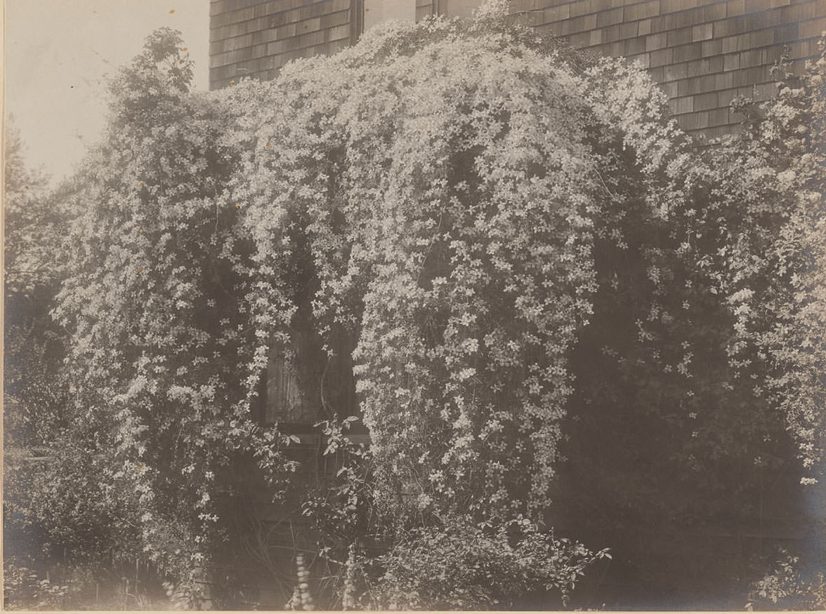 Flowers in window box, Berkeley, California, 1920s