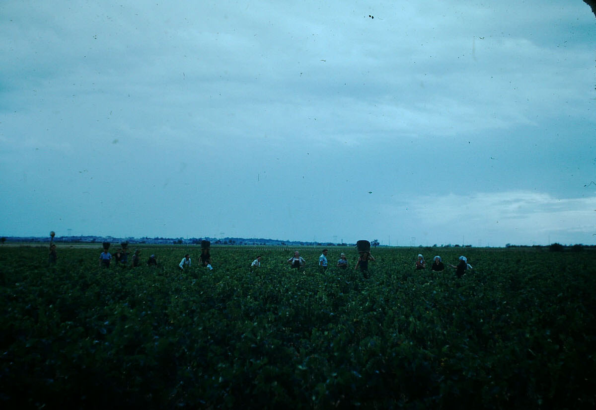 Harvesting Grapes, Avignon, France, 1953