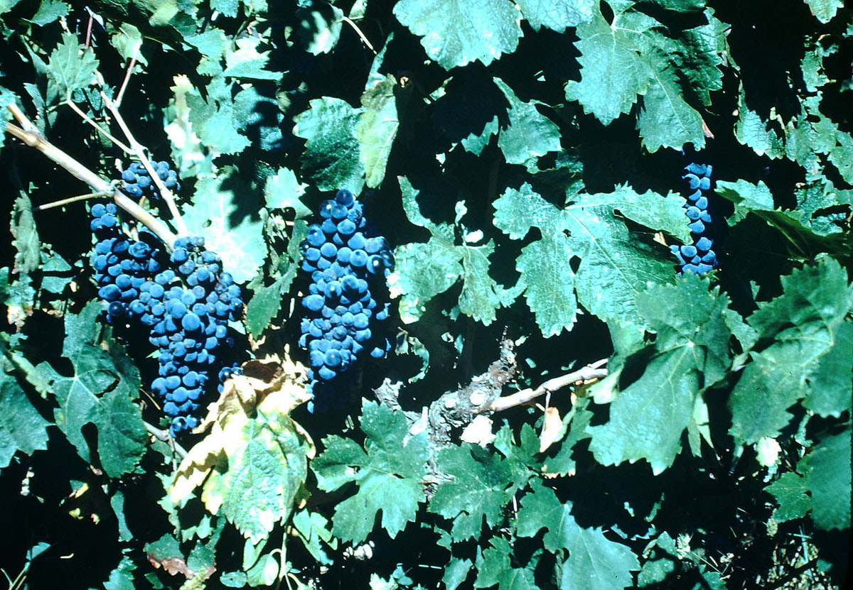 Grapes-Wine, Avignon, France, 1953