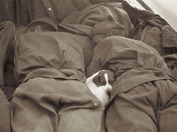 Russian soldiers of wwii sleeping with puppy