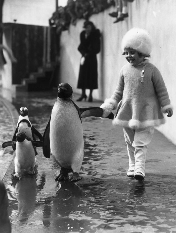 A little girl holds a penguin's flipper as they walk together around the London zoo, 1937