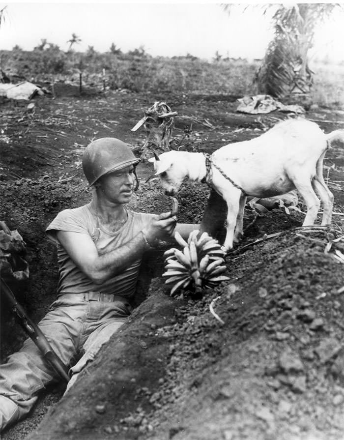 Soldier shares a banana with a goat during the battle of saipan, 1944