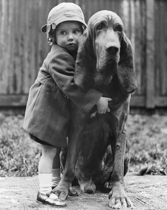 Champion bloodhound leo of reynalton being cuddled by his little mistress dorothy horder at the crufts dog show in London, 1935