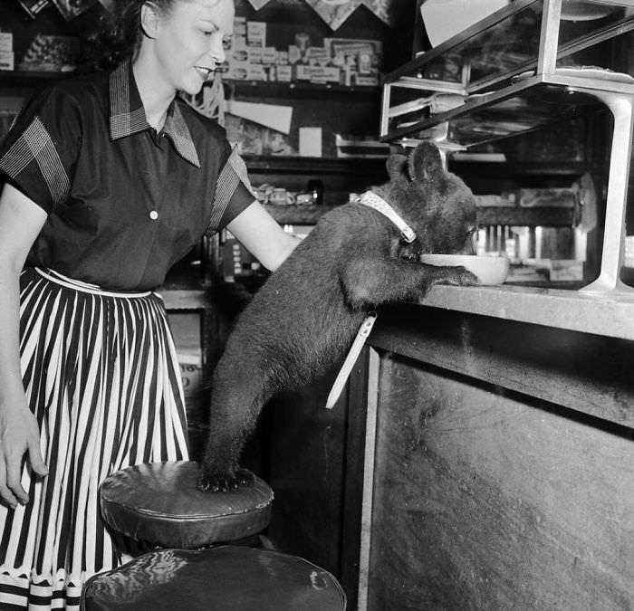 A bear cub eats a bowl of honey at a cafe, 1950