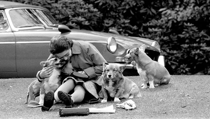 Gueen elizabeth with her much-loved corgis watching the royal windsor horse show, 1973