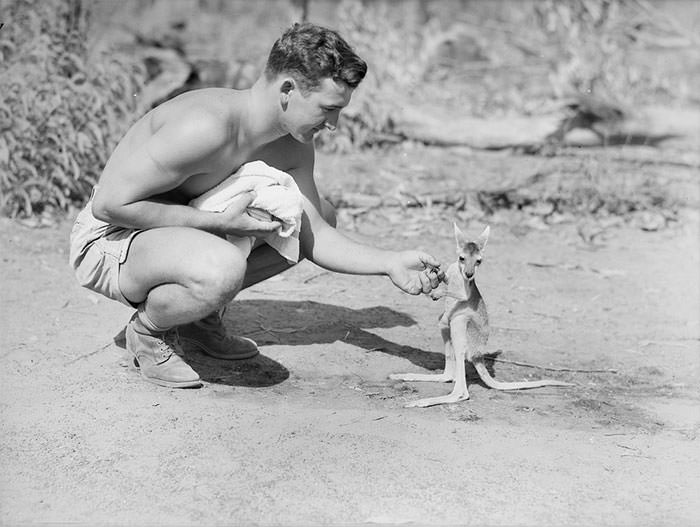 An american soldier at an advanced allied base with his pet kangaroo, 1942