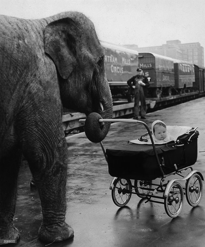 Circus baby yvonne kruse is pushed in her pram by 'kam', one of her mother's charges, on their arrival at addison road station, London, from their winter quarters at ascot, 1958