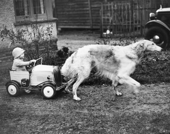 Nanson of netheroyd, a champion borzoi, enjoys pulling his young master around in a toy car,1937