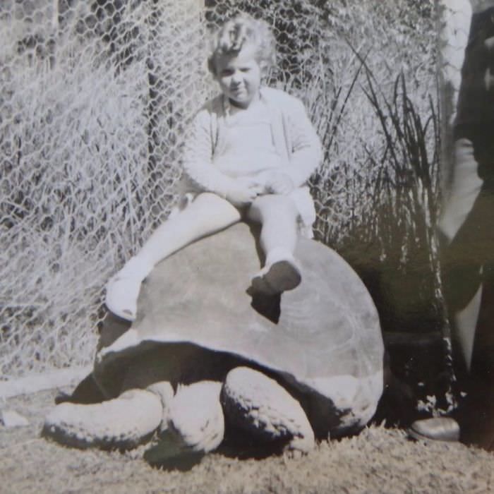 Sitting on an original turtle brought back from the galapagos by darwin