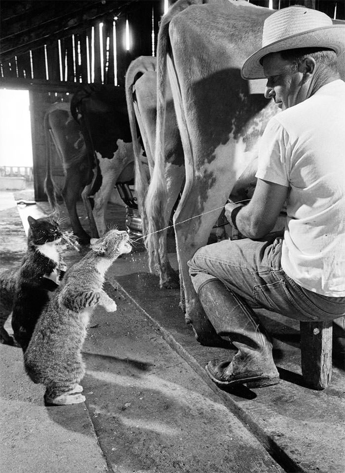 Brownie gets the milk as blackie waits his turn, 1954