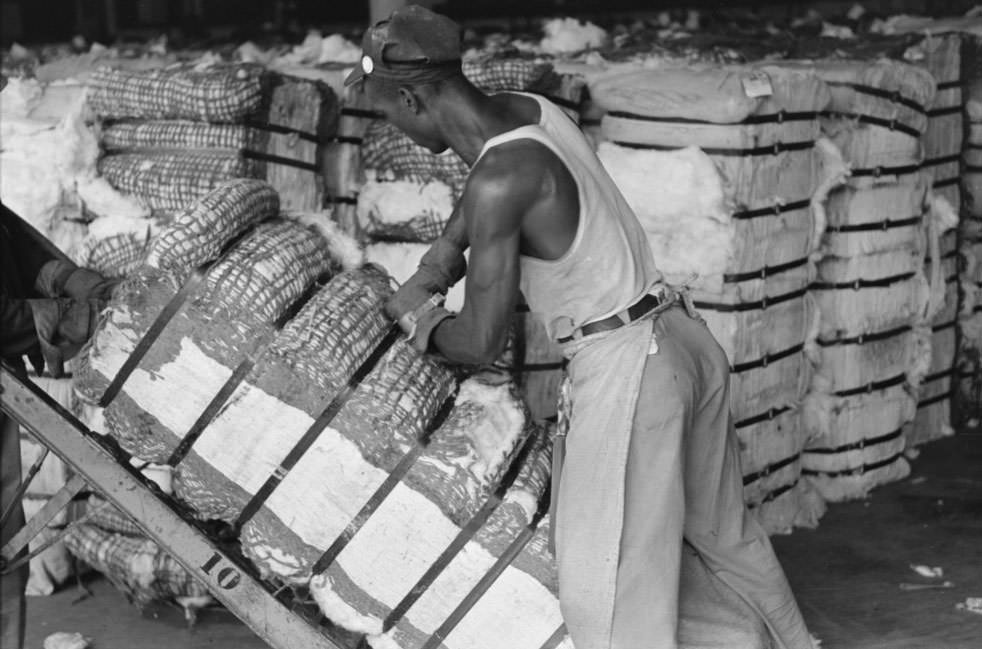 A man slashes bale of cotton to take sample as it passes him on a hand truck, 1930s.