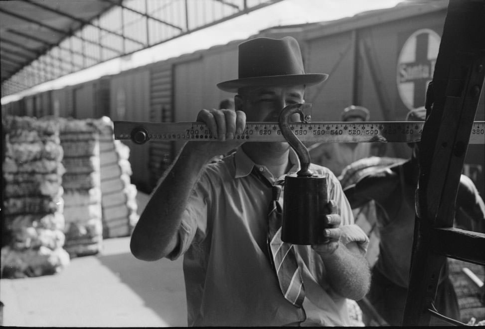 Weighing cotton at unloading platform. Cotton compress, Houston, 1930s