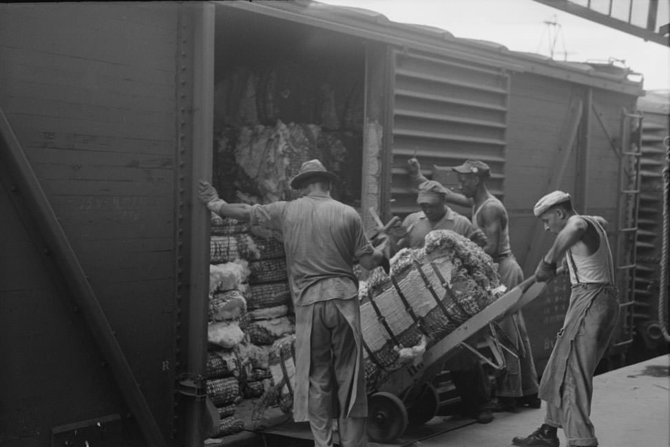 Unloading bale of cotton from freight car. Cotton compress, Houston, Texas