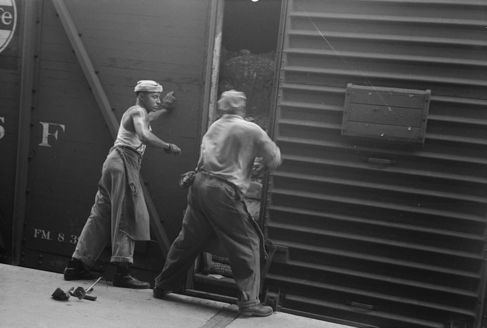 Unloading bale of cotton from freight car at cotton compress, Houston, 1930s