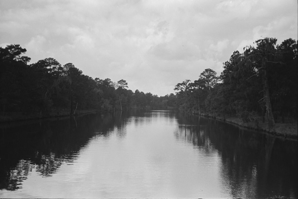 Trees and moss along the bayou, Port of Houston, Houston, 1930s