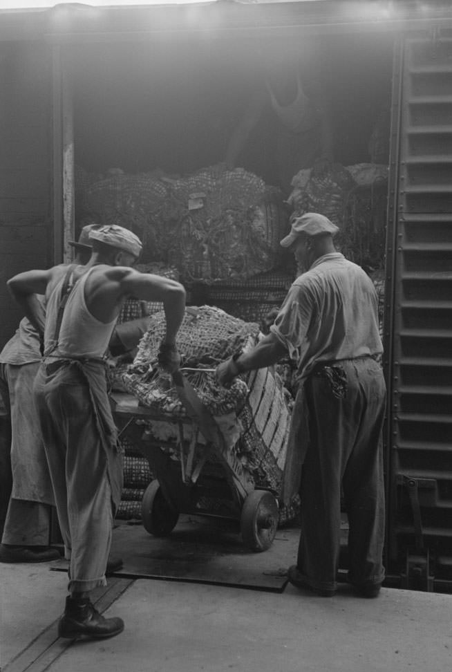 Unloading bale of cotton from freight car at cotton compress, 1930s