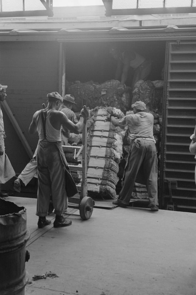 Unloading bale of cotton from freight car at cotton compress, 1930s