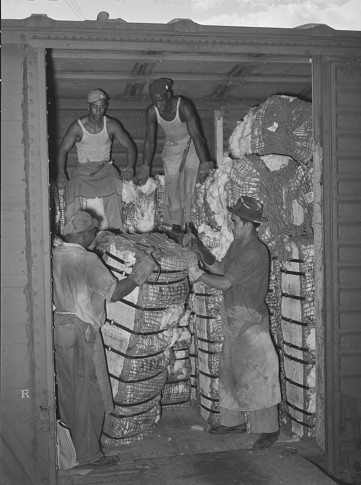 Unloading freight car load of cotton. Compress, Houston, Texas