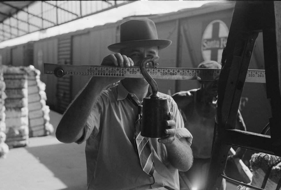 Weighing cotton at unloading platform. Cotton compress, Houston, , 1930s