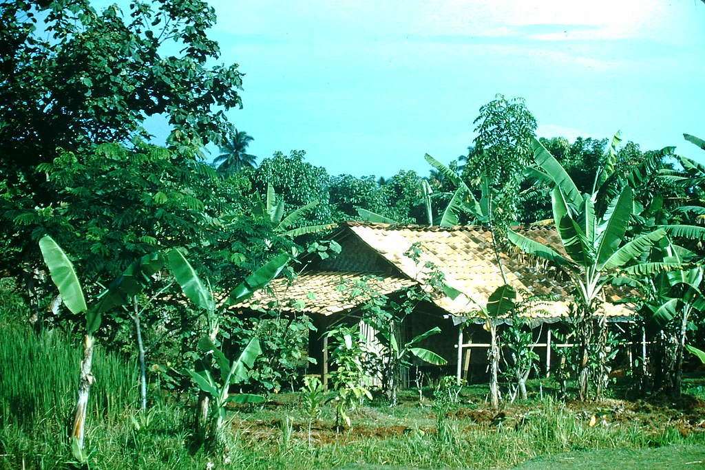 Farm Near Jakarta, Indonesia, 1952