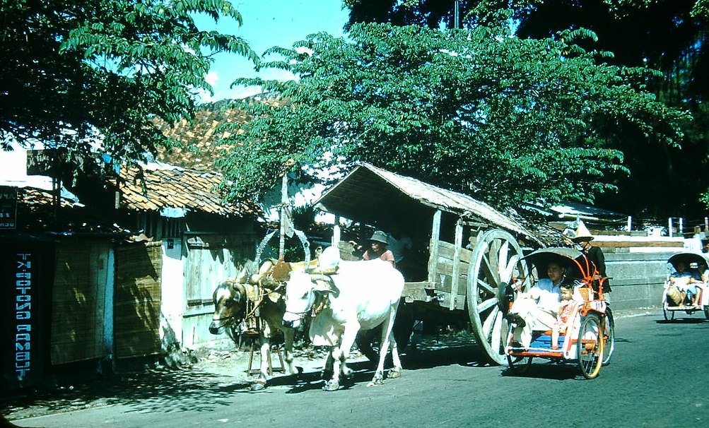 Oxen and Trishaw in Surabaya, Indonesia, 1952