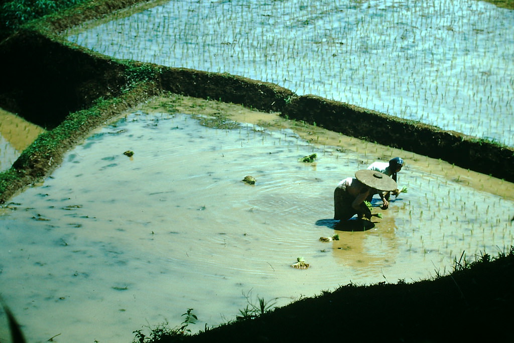 Planting Rice- Jakarta, Indonesia, 1952