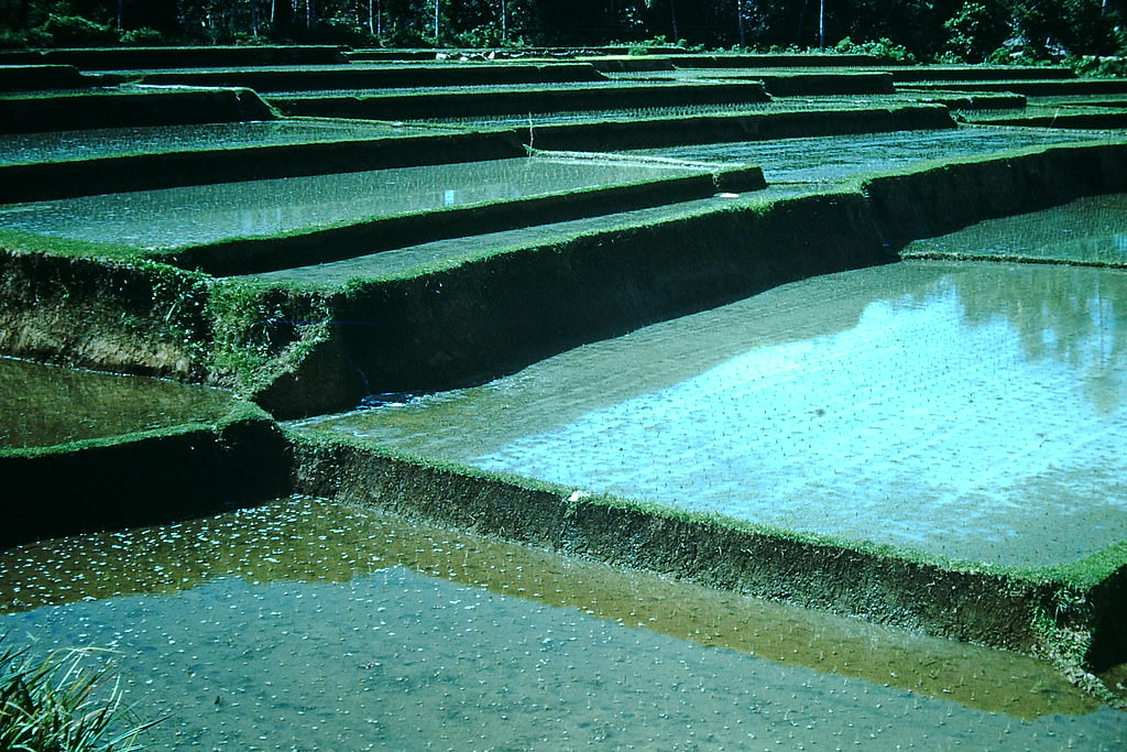 Pattern of Paddies (Rice in Bali)- Indonesia