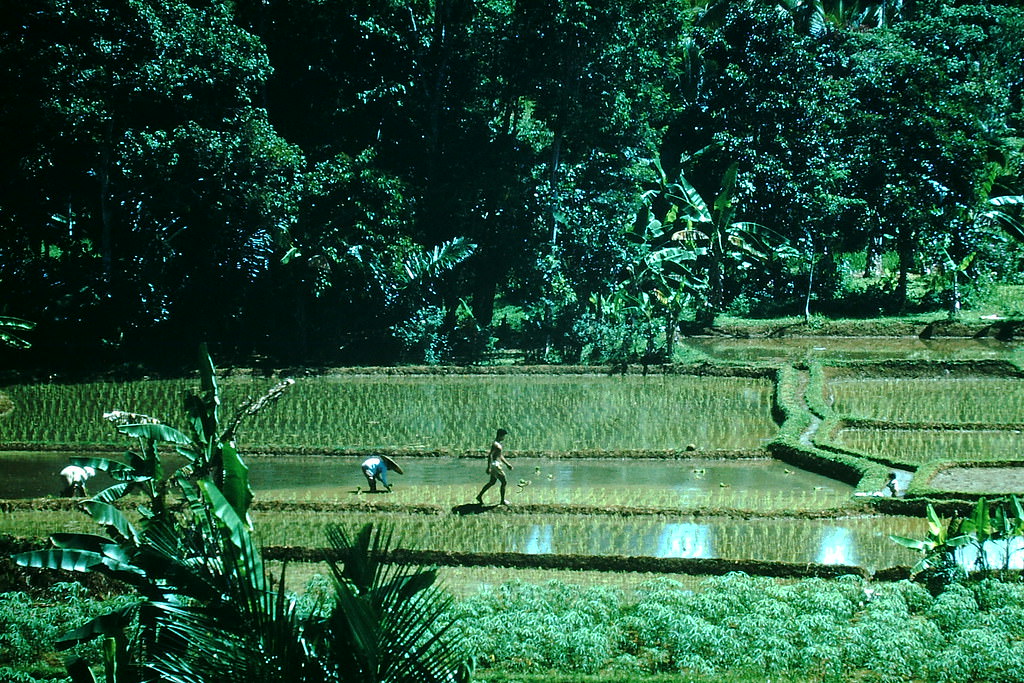 Rice Paddies- Jakarta, Indonesia, 1952