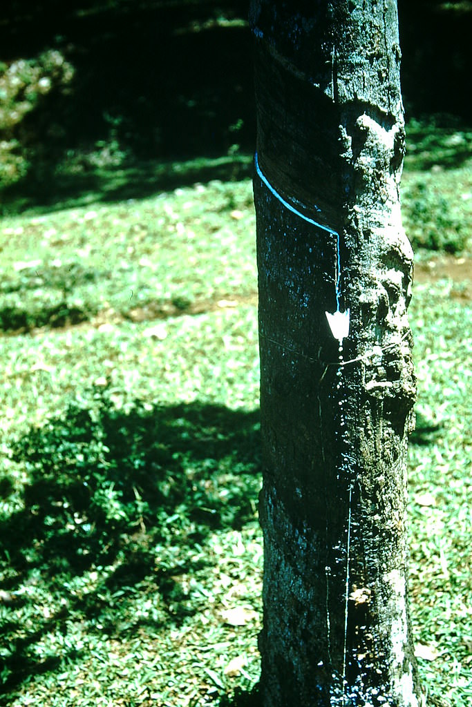 Rubber Tree- Jakarta, Indonesia, 1952