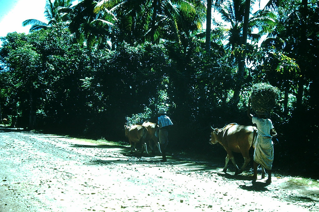 Balinese Road Near Sanoeur, Indonesia, 1952