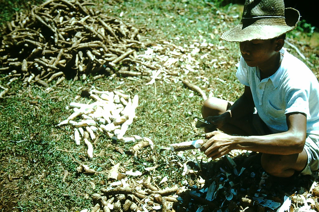 Tapioca Rott- Jakarta, Indonesia, 1952
