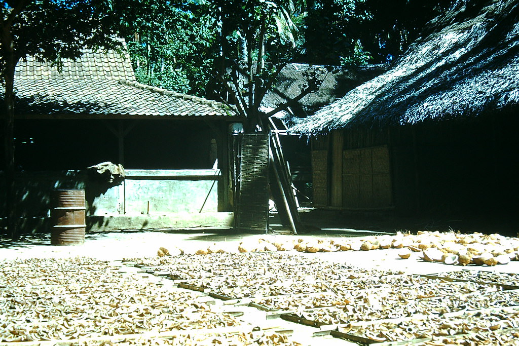 Copra Drying- Bali, Indonesia, 1952
