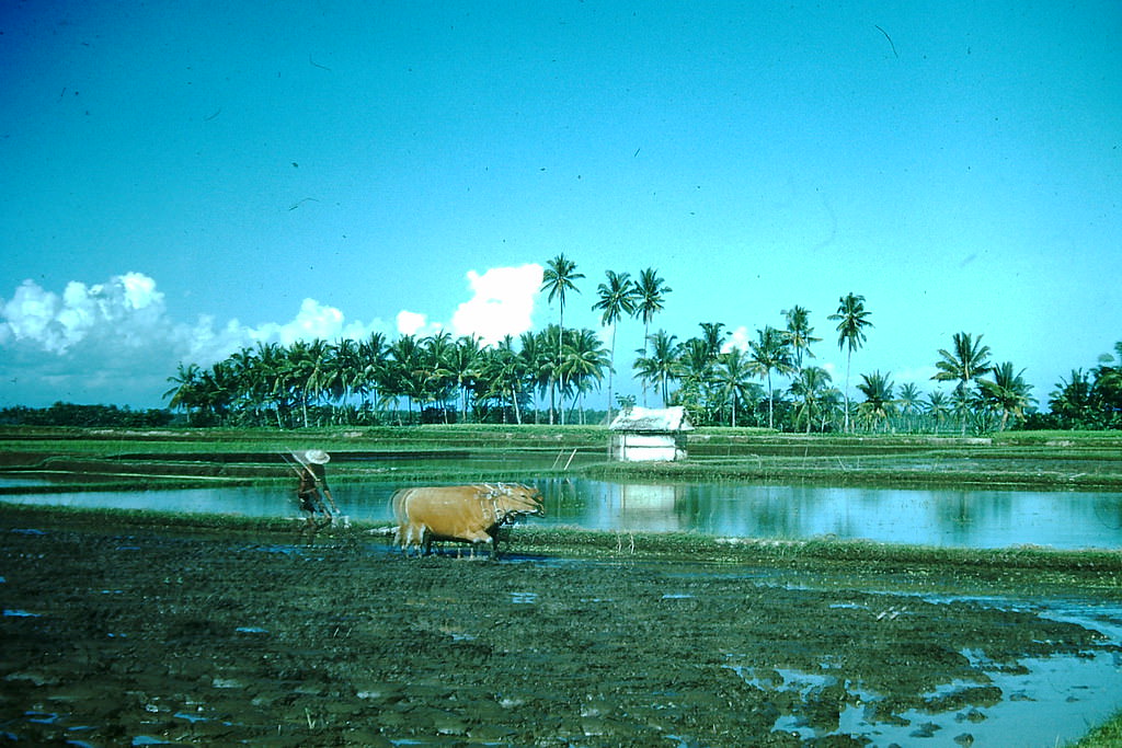 Oxen Plowing- Bali, Indonesia, 1952