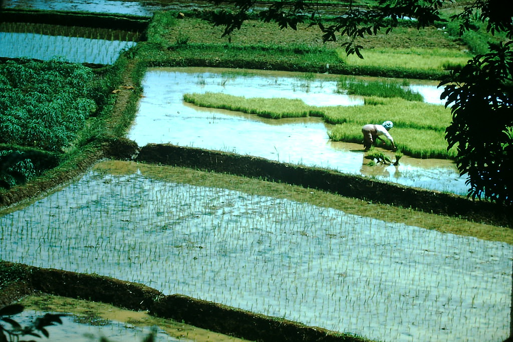 Transplanting Rice in Jakarta, Indonesia, 1952