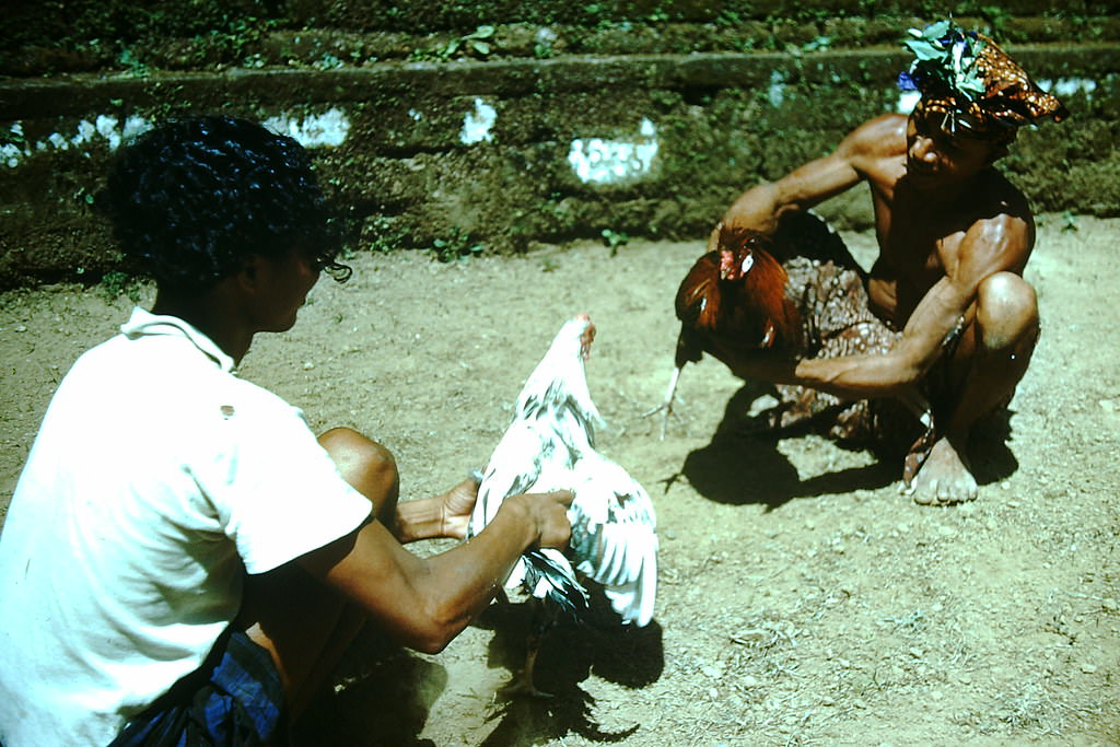 Roasters Fighting in Bali, Indonesia, 1952
