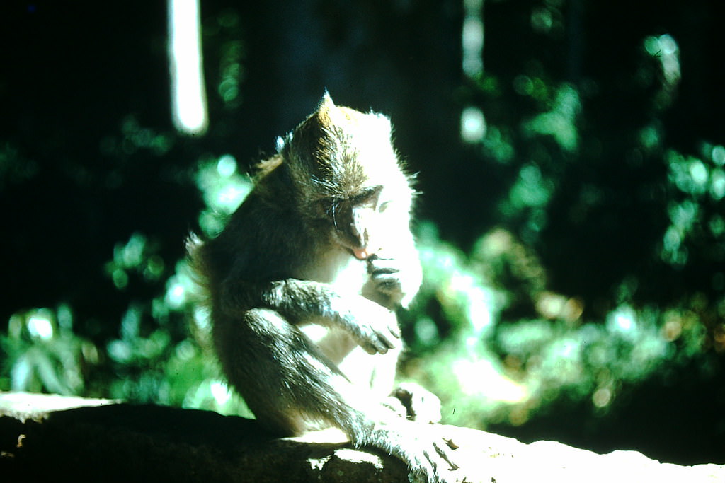 Monkeys of Sacred Forest- Bali, Indonesia, 1952